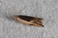 Ancylis apicella