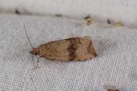 Celypha striana