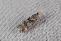 Chionodes electella