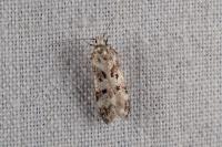 Chionodes electella