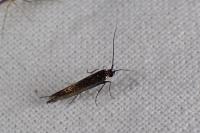 Coleophora
