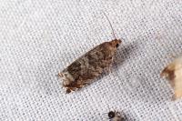 Ancylis achatana