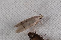 Teleiodes vulgella