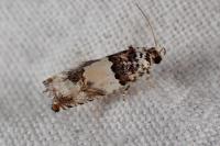 Epinotia thapsiana