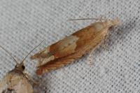 Eucosma conterminana