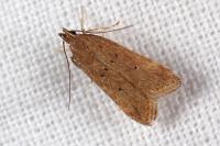 Helcystogramma lutatella
