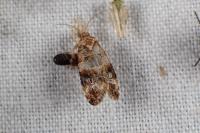 Lobesia botrana