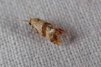 Phalonidia contractana