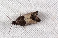Spilonota ocellana