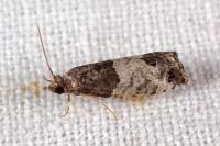Spilonota ocellana