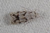Symmoca signatella