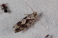 Zeiraphera isertana
