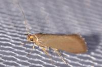Crassa unitella