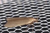 Acompsia cinerella