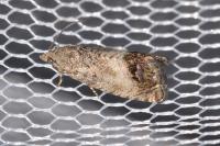Cydia splendana
