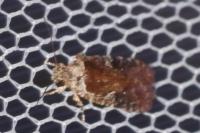 Agonopterix purpurea