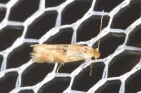 Bucculatrix ulmella