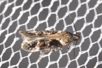 Caryocolum tricolorellum