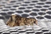 Celypha lacunana