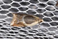 Ancylis badiana
