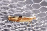 Argyresthia pruniella