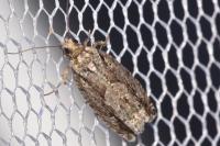 Zeiraphera isertana
