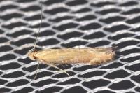 Monochroa cytisella