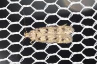 Bryotropha domestica