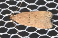 Helcystogramma lutatella