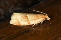 Clepsis rurinana