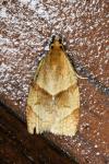 Clepsis rurinana