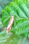 Harpella forficella