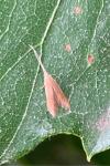 Coleophora