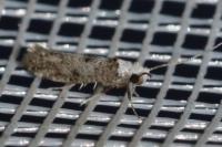 Paraswammerdamia albicapitella