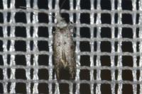 Paraswammerdamia albicapitella