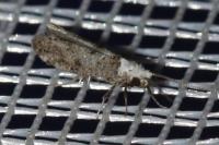 Paraswammerdamia albicapitella