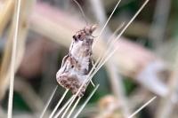 Neocochylis molliculana
