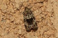 Dichelia histrionana