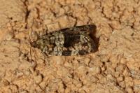 Dichelia histrionana