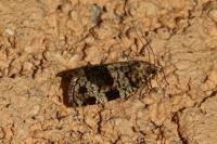 Dichelia histrionana