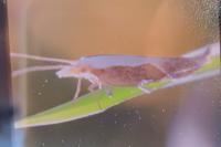 Ypsolopha dentella