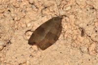 Pandemis heparana