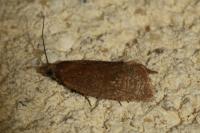 Celypha rufana