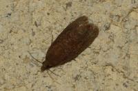 Celypha rufana