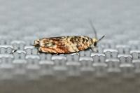Gypsonoma minutana