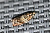 Gypsonoma minutana