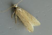 Agonopterix