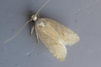 Agonopterix