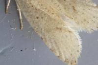 Agonopterix
