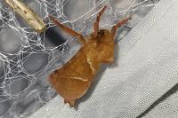 Triodia sylvina